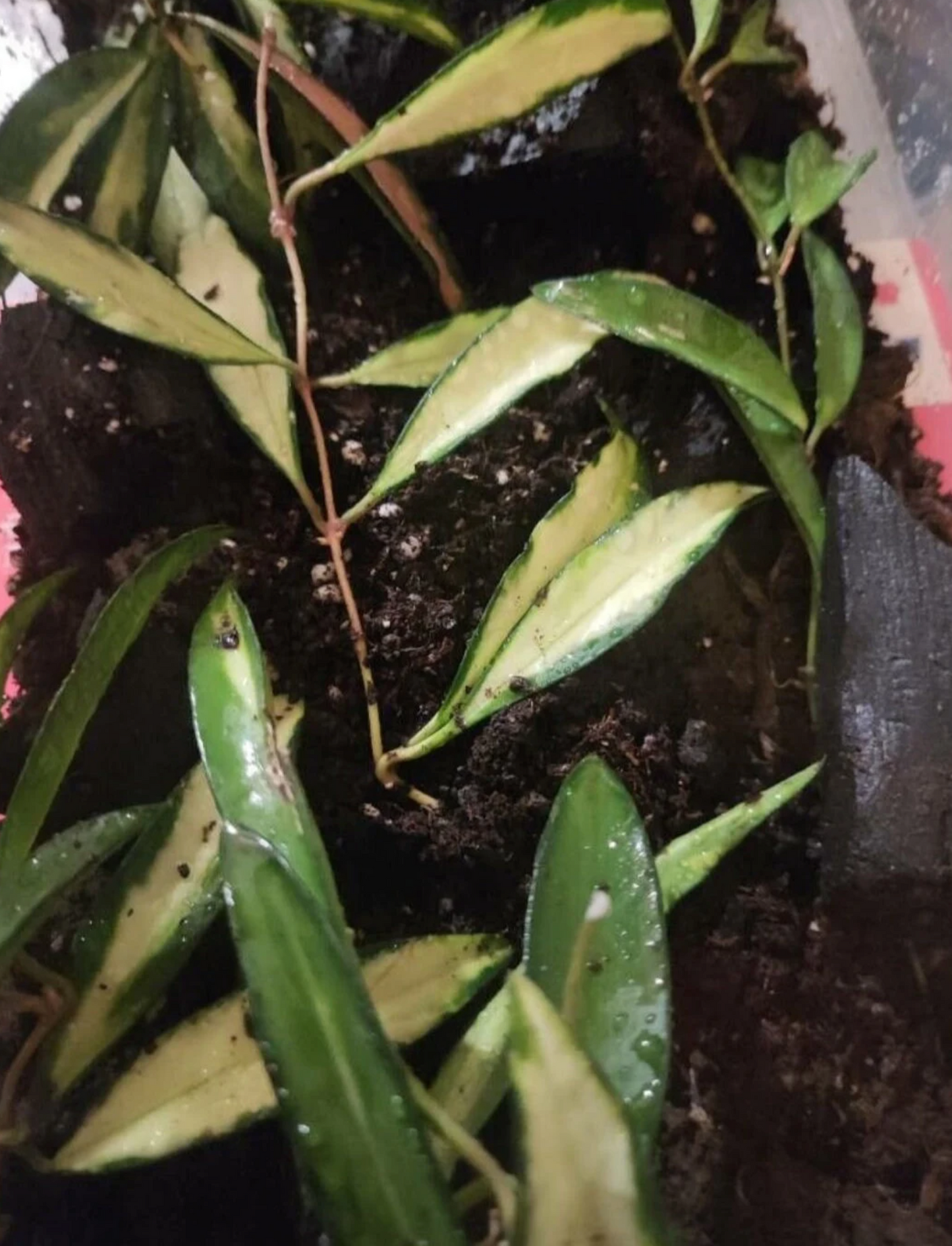 Hoya carnosa, terrarium plants vining climber