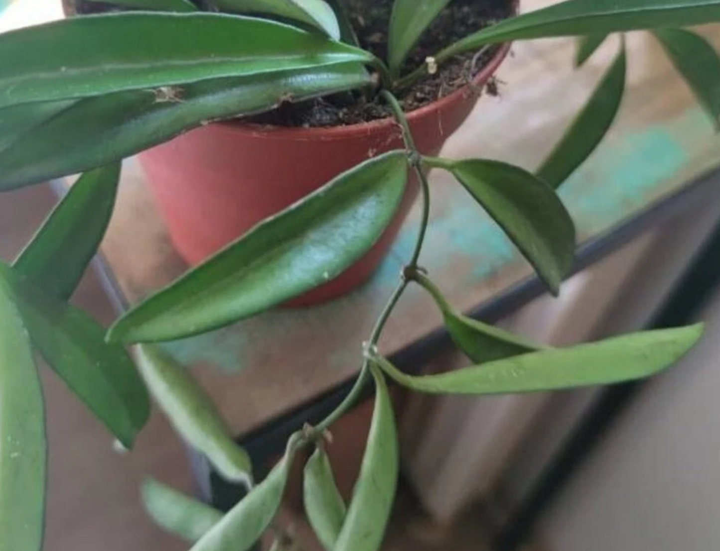 Hoya carnosa, terrarium plants vining climber