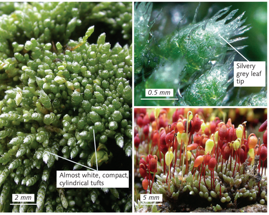 wholesale Bryum argenteum Silver-moss moss for walls, roofs, and pathways