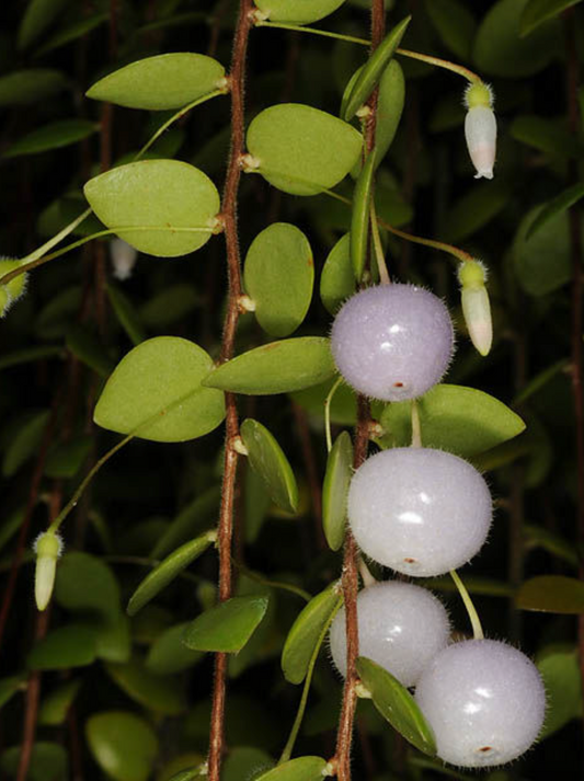 Sphyrospermum buxifolium species ecuador 'Starter'rooted cutting