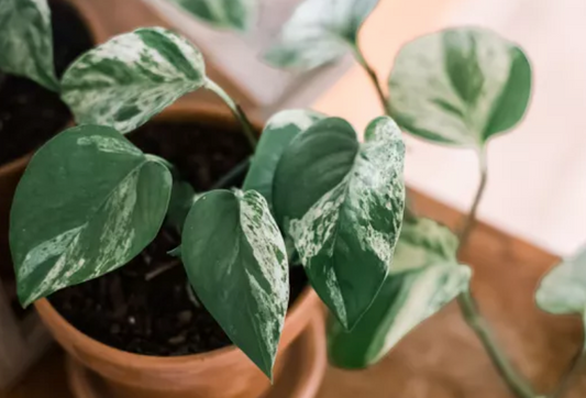 Golden Pothos 1 rooted cutting 20cm-25cm