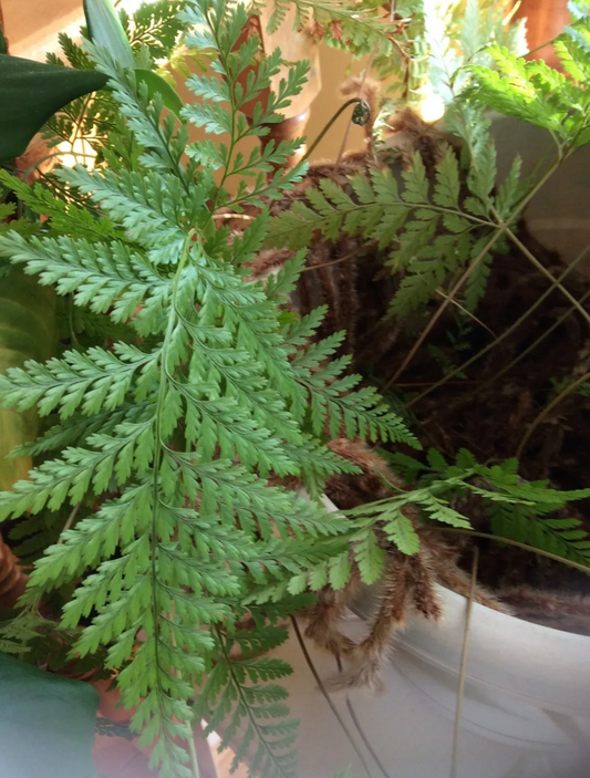 1 fern Asplenium onopteris Irish spleenwort western black spleenwort