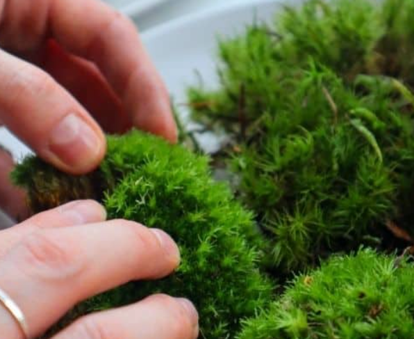 Leucobryum G, cushion moss, pin cushion moss, pillow moss with Phytosanitary certificate