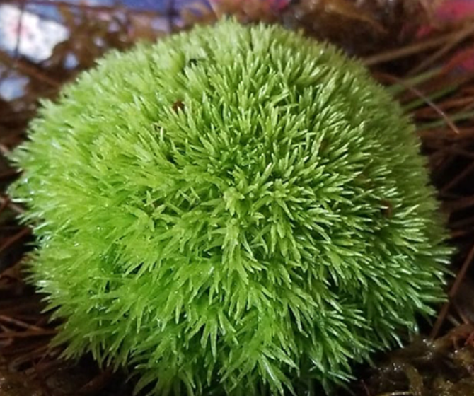 Leucobryum G, cushion moss, pin cushion moss, pillow moss with Phytosanitary certificate