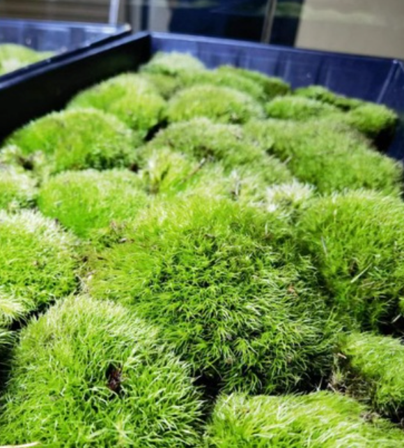 Leucobryum G, cushion moss, pin cushion moss, pillow moss with Phytosanitary certificate