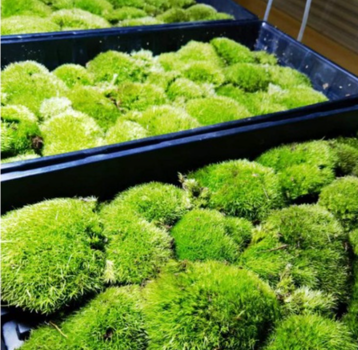 Leucobryum G, cushion moss, pin cushion moss, pillow moss with Phytosanitary certificate