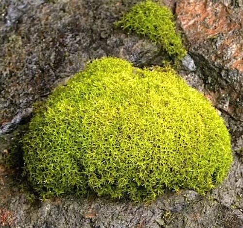 Moss Wall milkshake