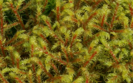 whole sale - Rhytidiadelphus loreus, with Phytosanitary certification