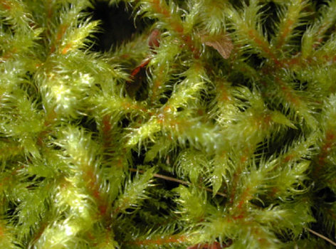 whole sale - Rhytidiadelphus loreus, with Phytosanitary certification