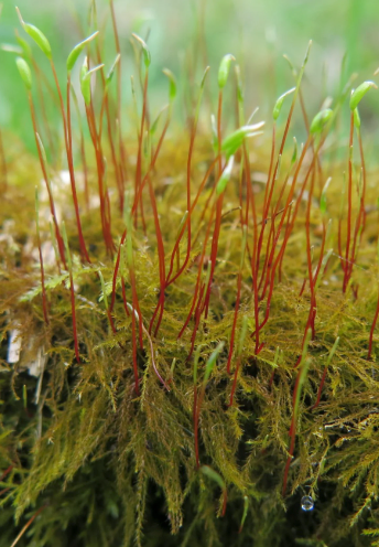 whole sale - Perfect sheet moss! Full sun to Partial shade replace you lawn!