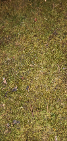 whole sale - Perfect sheet moss! Full sun to Partial shade replace you lawn!