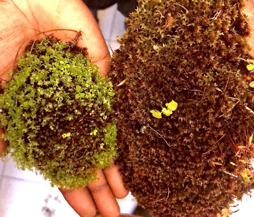 Moss Wall milkshake