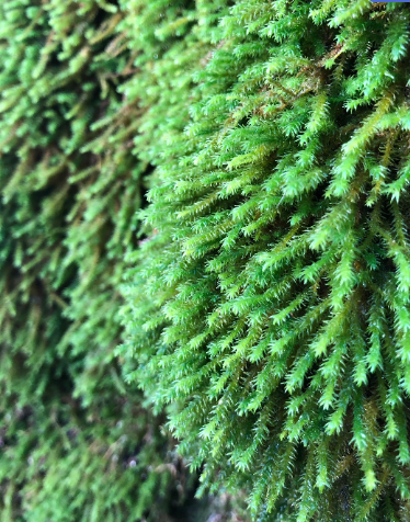 Moss Wall milkshake