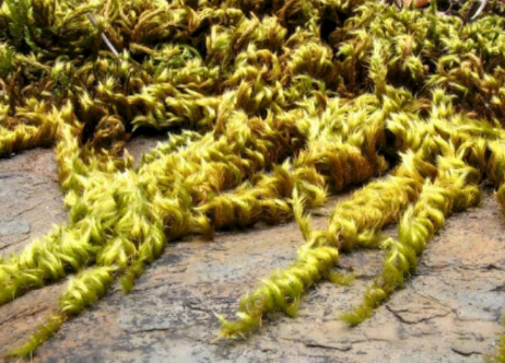 Moss Wall milkshake