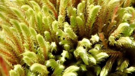 Moss Wall milkshake