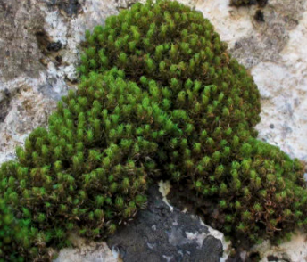 Moss Wall milkshake