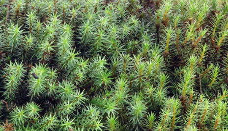 Moss lawn milkshake