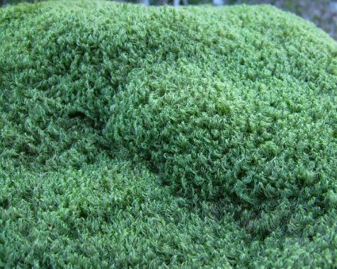 Moss lawn milkshake