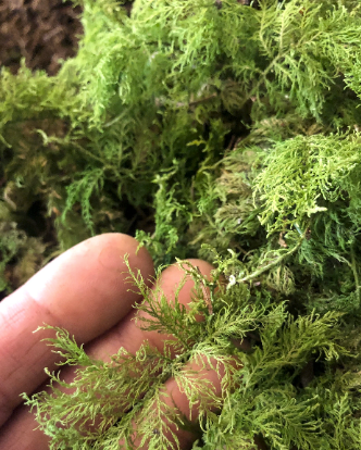 Moss lawn milkshake