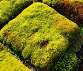 Moss lawn milkshake