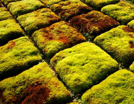 Moss lawn milkshake