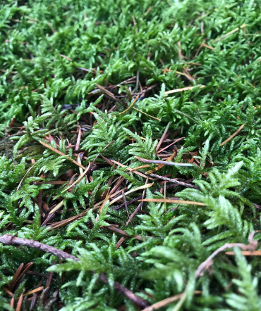 Moss lawn milkshake