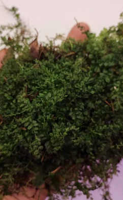 Moss lawn milkshake