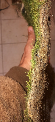 Moss lawn milkshake