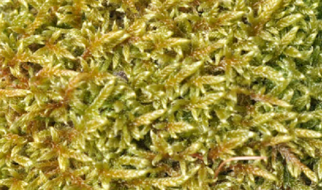 Moss lawn milkshake
