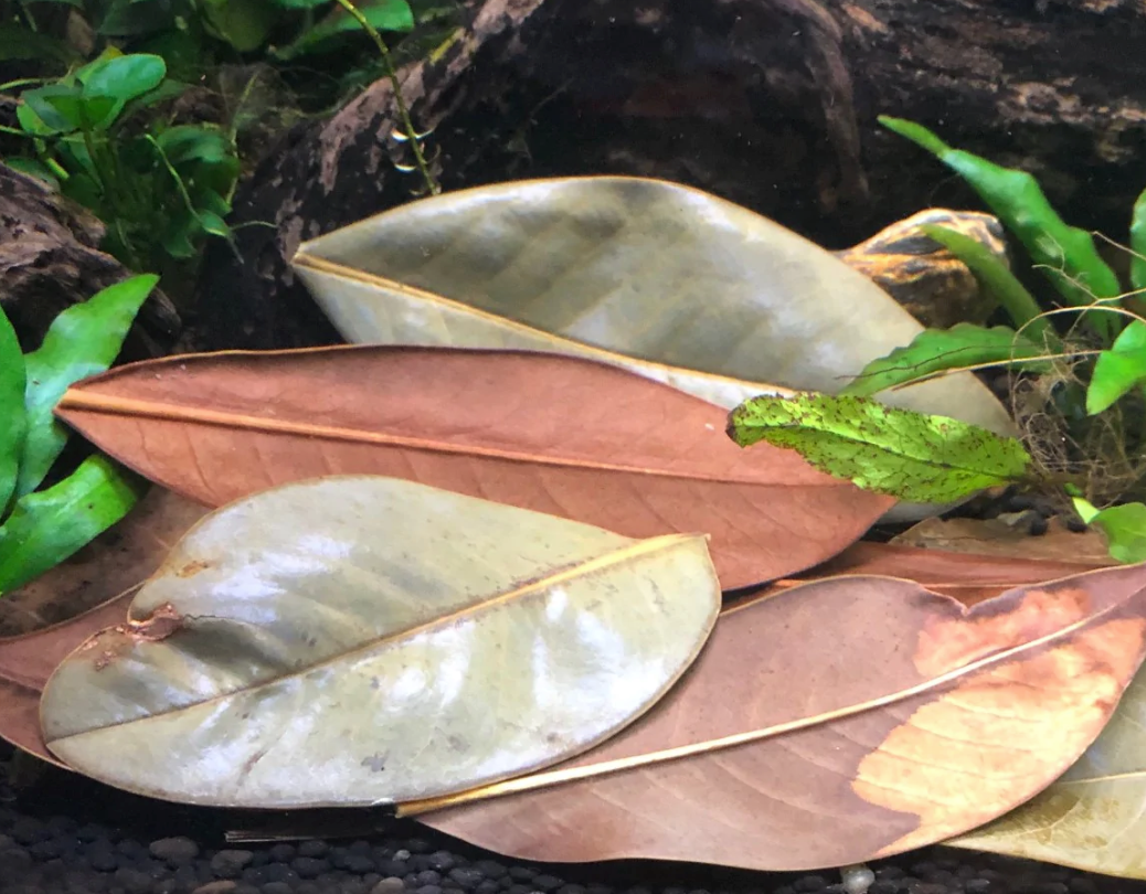 25 Galapagos Magnolia Leaves for Terrariums, vivariums, Blackwater Aquariums, isopod breeding