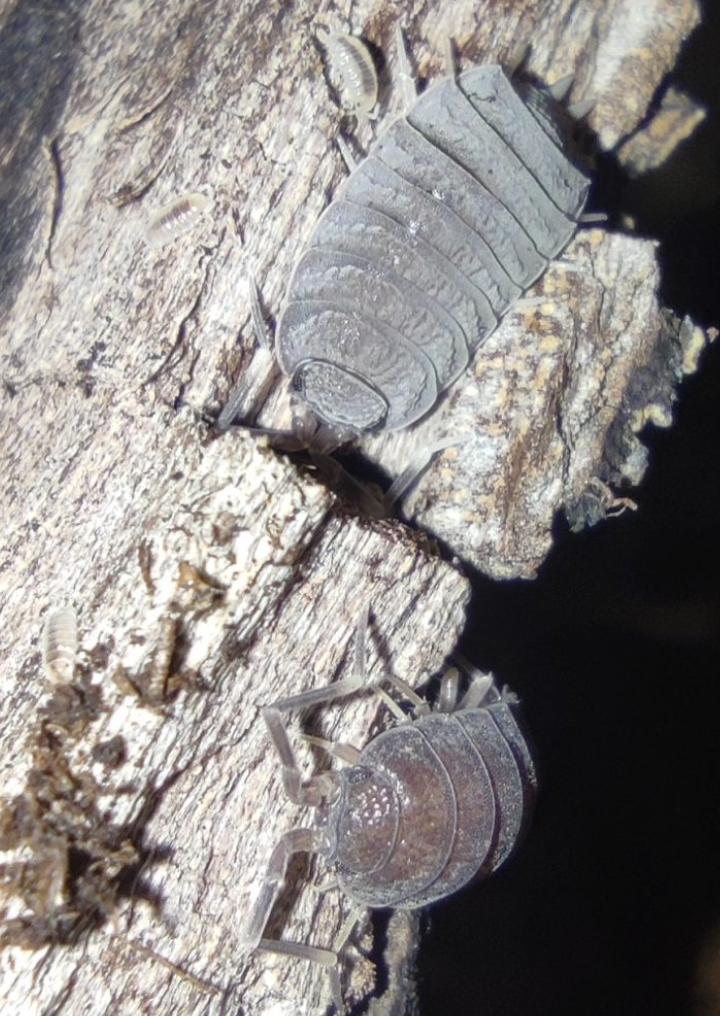 Porcellionide pruinosus “gray”
