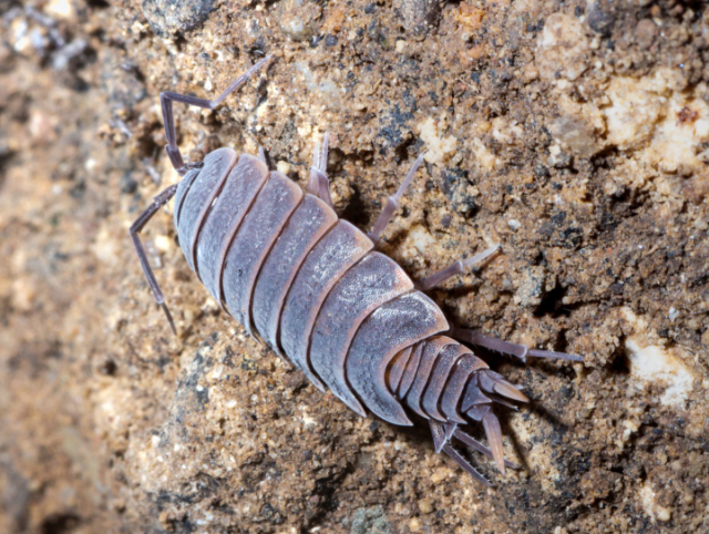 Porcellionide pruinosus “gray”