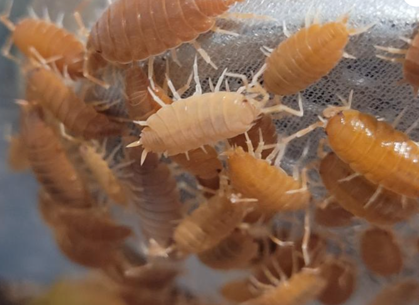 isopod 10 Porcellionide pruinosus “Orange”