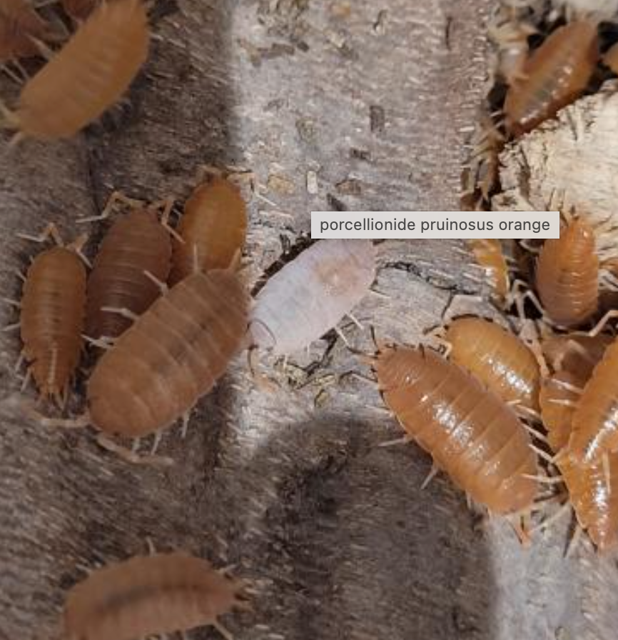 isopod 10 Porcellionide pruinosus “Orange”