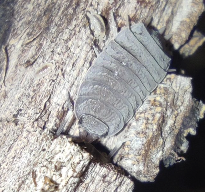 Porcellionide pruinosus “gray”