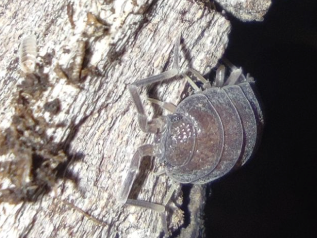 Porcellionide pruinosus “gray”