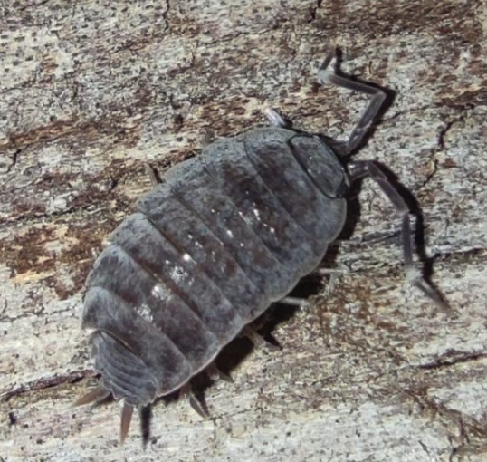 Porcellionide pruinosus “gray”
