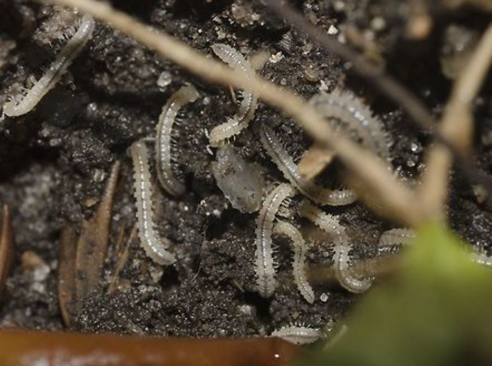 20 Oxidus gracilis Millipedes