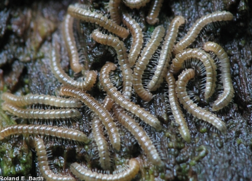 20 Oxidus gracilis Millipedes