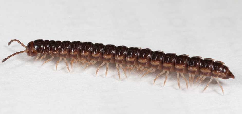 20 Oxidus gracilis Millipedes