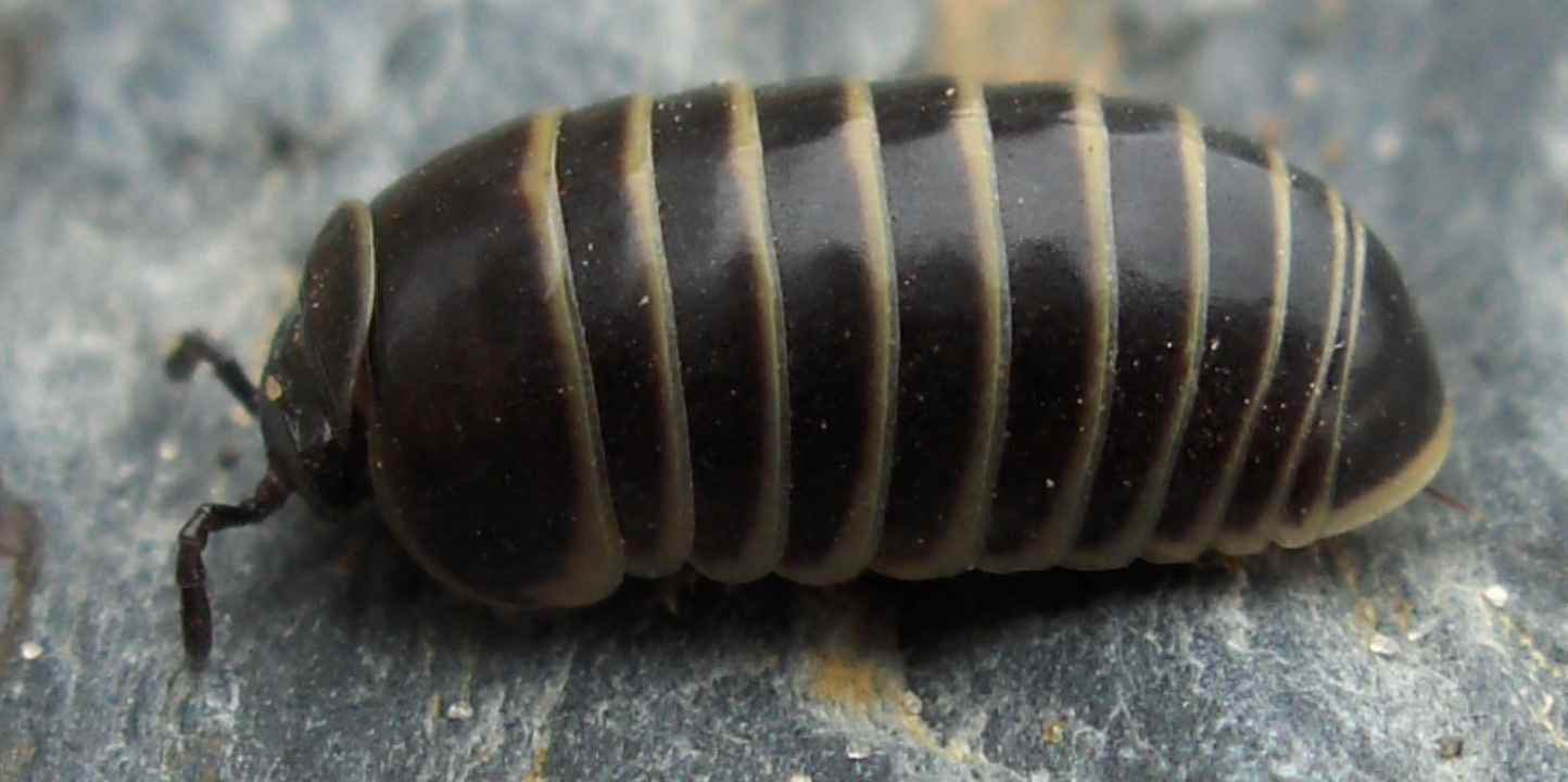 10 adult Glomeris marginata 'Pill millipedes'  Oniscomorpha, terrarium clean up crew