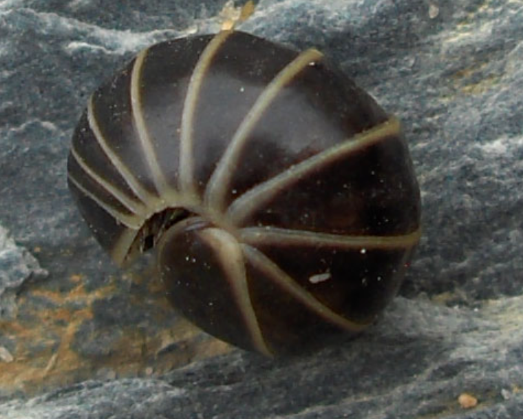 10 adult Glomeris marginata 'Pill millipedes' Oniscomorpha, terrarium clean up crew