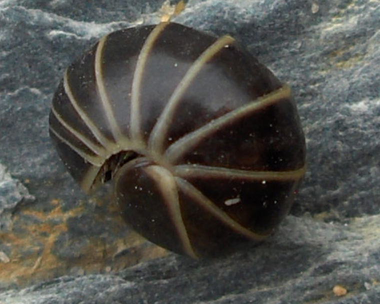 10 adult Glomeris marginata 'Pill millipedes'  Oniscomorpha, terrarium clean up crew