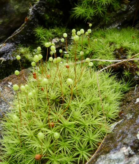4 Perfect Cushion moss
