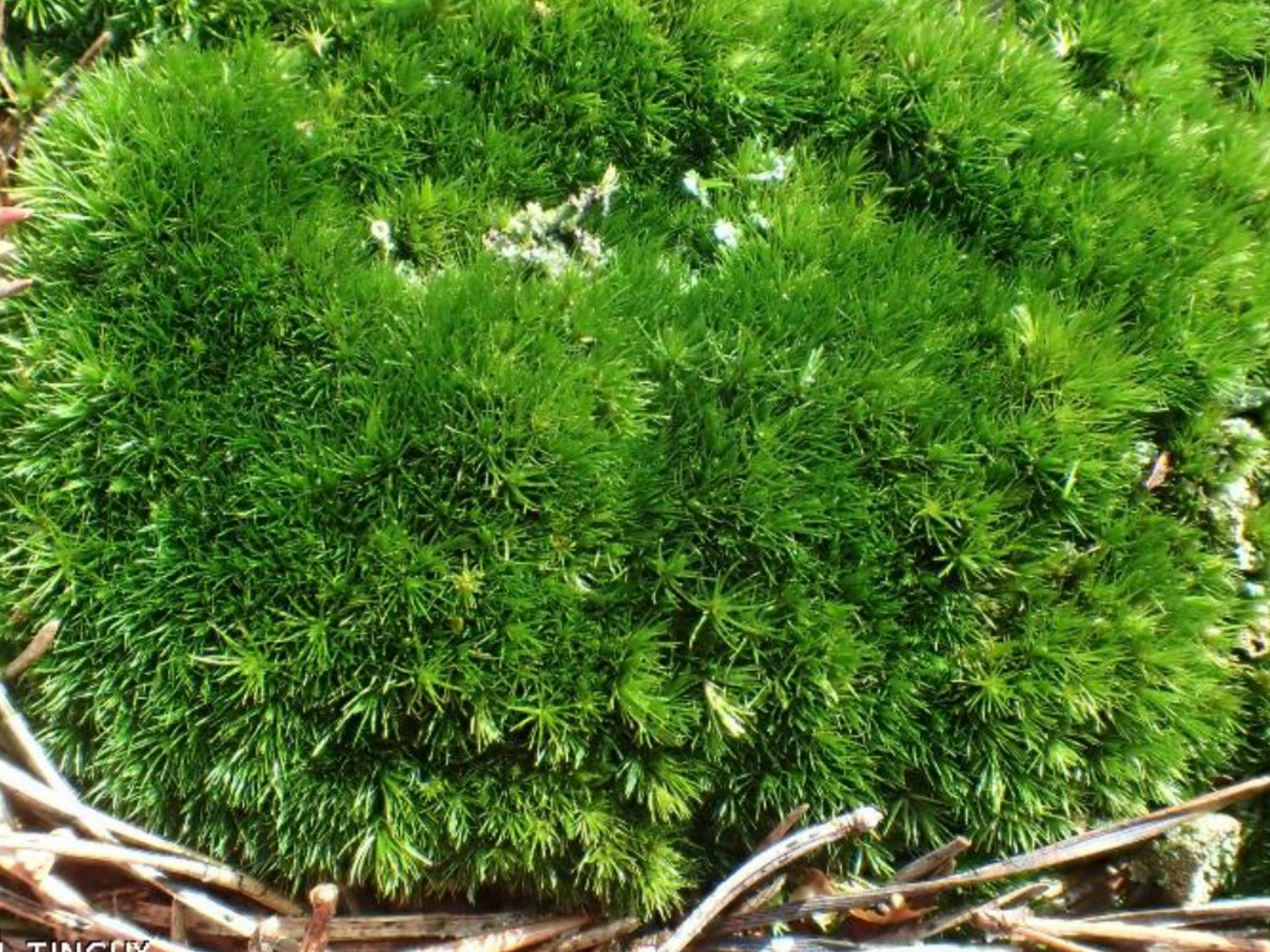 4 Perfect Cushion moss