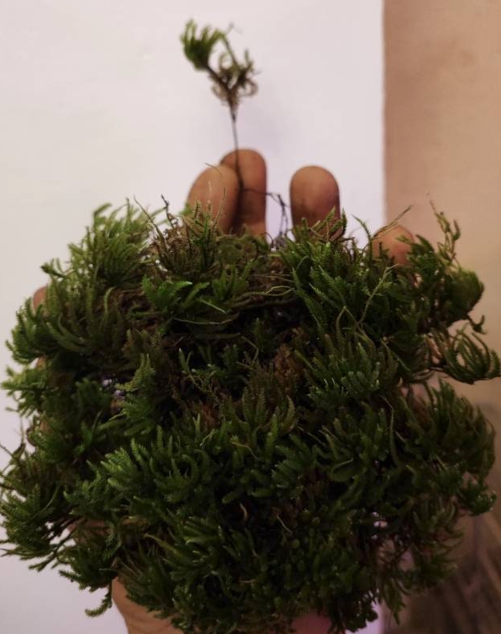 4 best Tree moss, Climacium dendroides, Thamnobryum alopecurum, Isothecium myosuroides, Polytrichum juniperinum