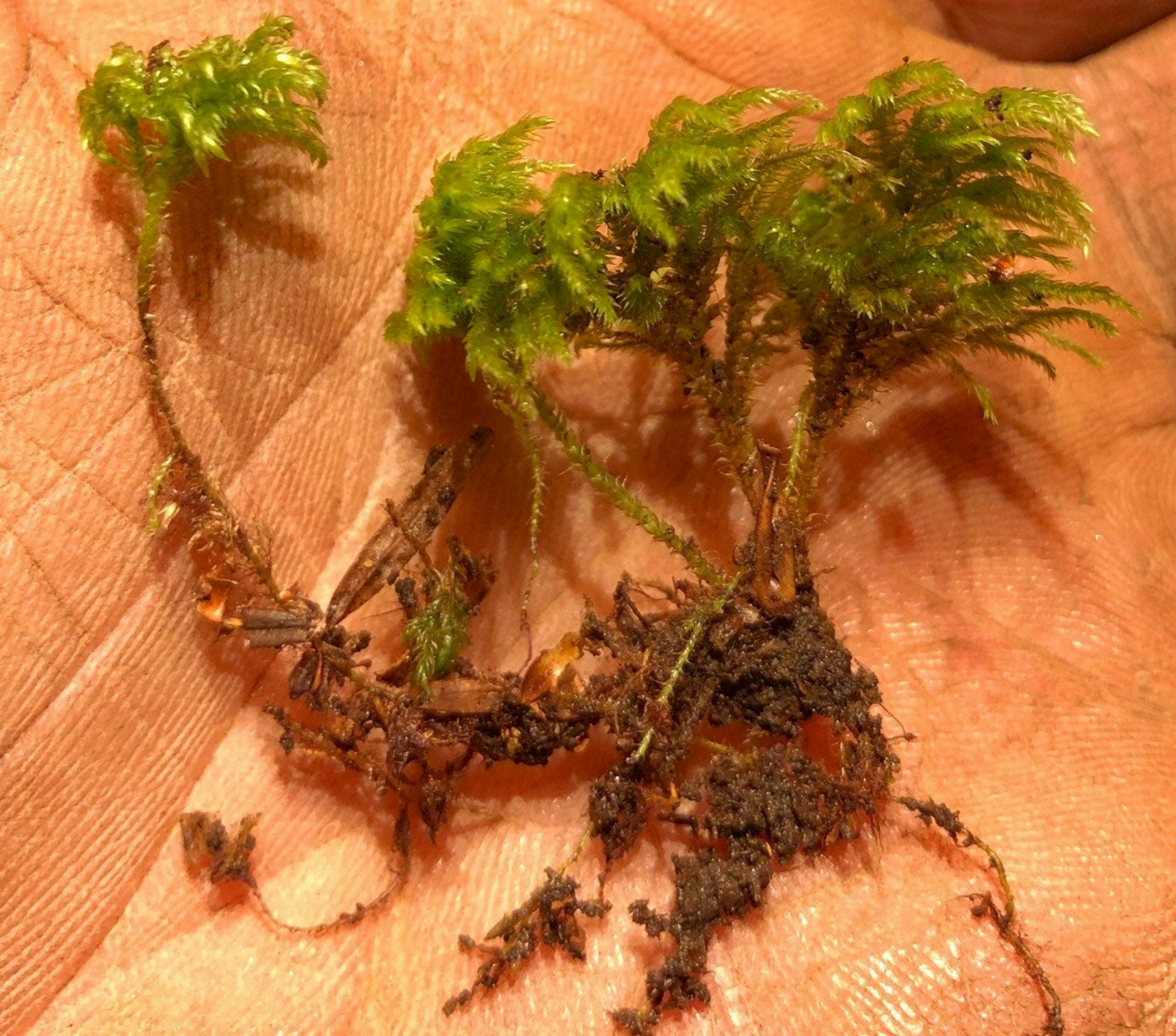 4 best Tree moss, Climacium dendroides, Thamnobryum alopecurum, Isothecium myosuroides, Polytrichum juniperinum