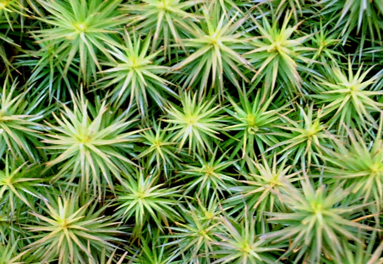 4 best Tree moss, Climacium dendroides, Thamnobryum alopecurum, Isothecium myosuroides, Polytrichum juniperinum