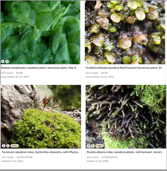 4 perfect Woodcut plants for terrarium