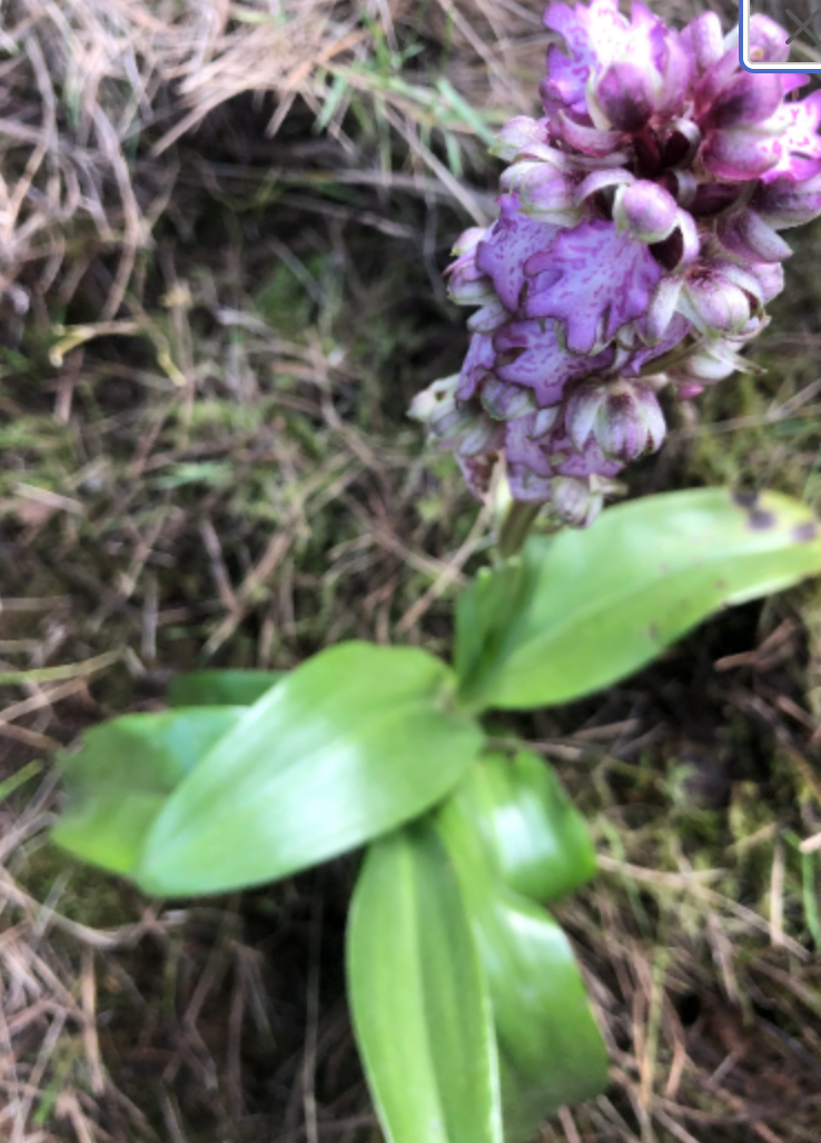 Giant Orchid Himantoglossum robertianum 1 bulb